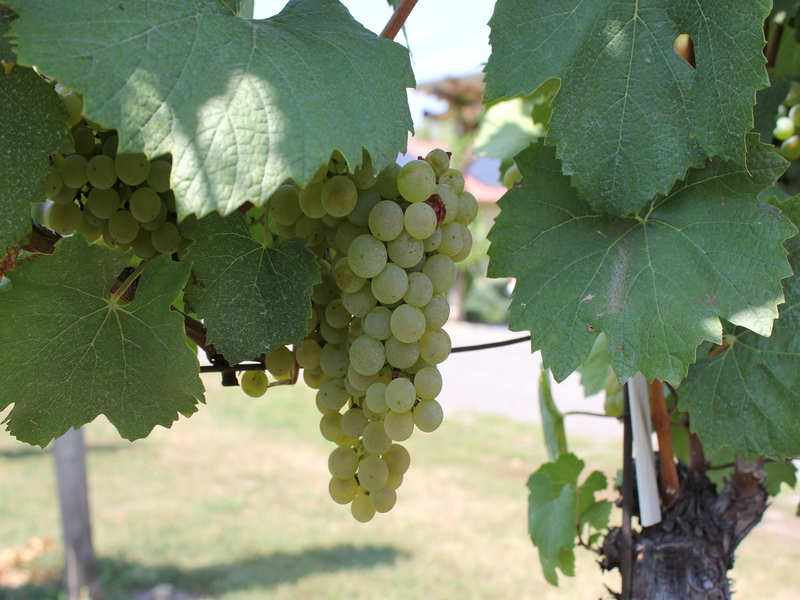 Tales from Tokaj