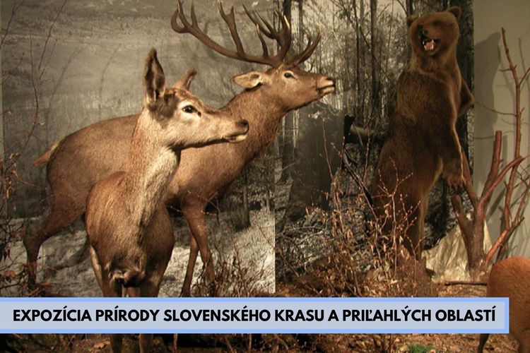 expozicia prirody slovenskeho krasu prilahlych oblasti | WebJET CMS